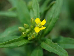 Image of treacle mustard