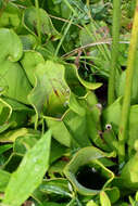 Image of purple pitcherplant