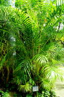 Image of Areca Palm