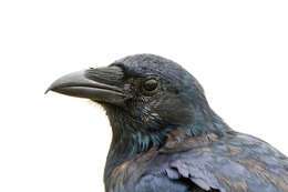 Image of Fish Crow