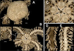 Image de Ophiocome hérissé