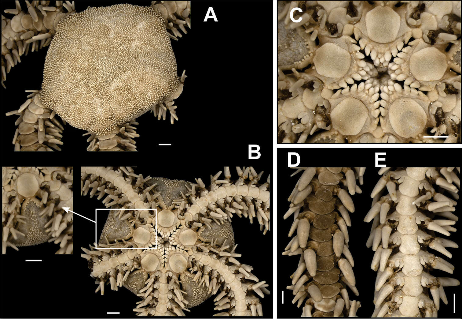 Image de Ophiocome hérissé