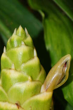 Image of Cooking Ginger