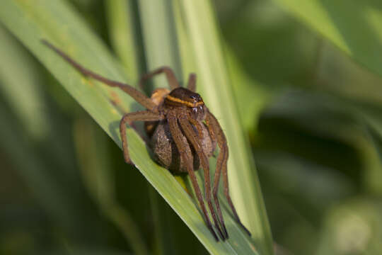 Image of Fen raft spider