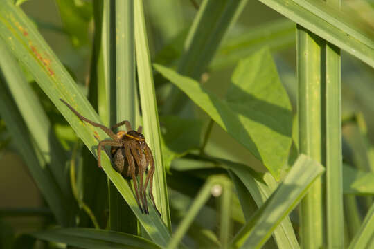 Image of Fen raft spider