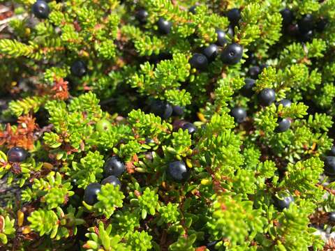 Image of black crowberry