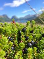 Image of black crowberry