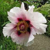 Image of Paeonia rockii (S. G. Haw & Lauener) T. Hong & J. J. Li ex D. Y. Hong