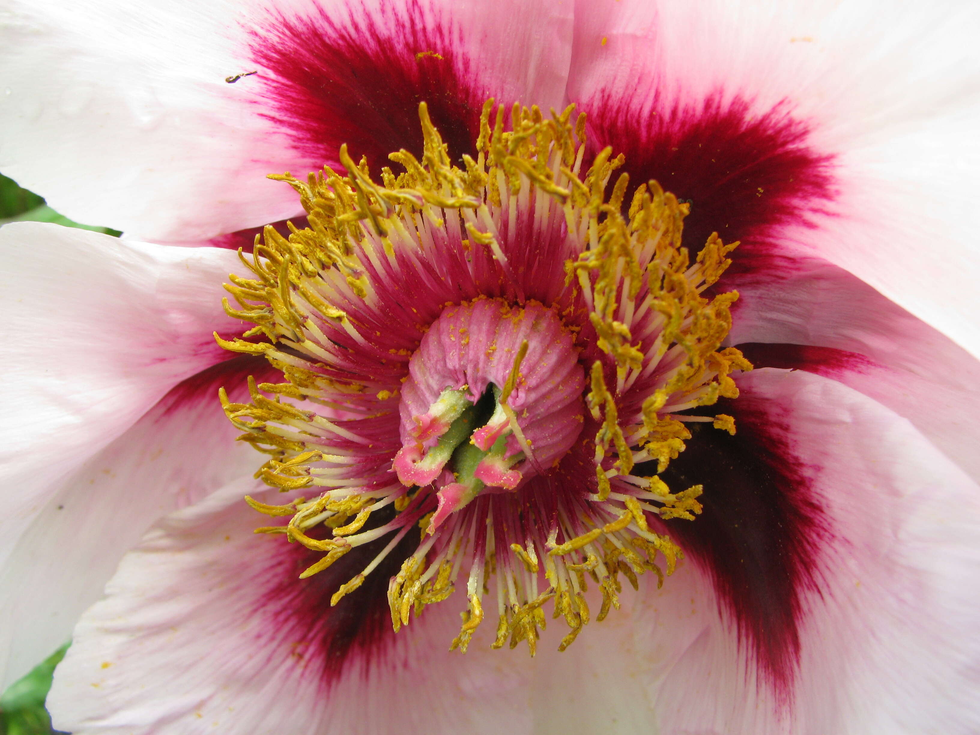 Image of Paeonia rockii (S. G. Haw & Lauener) T. Hong & J. J. Li ex D. Y. Hong