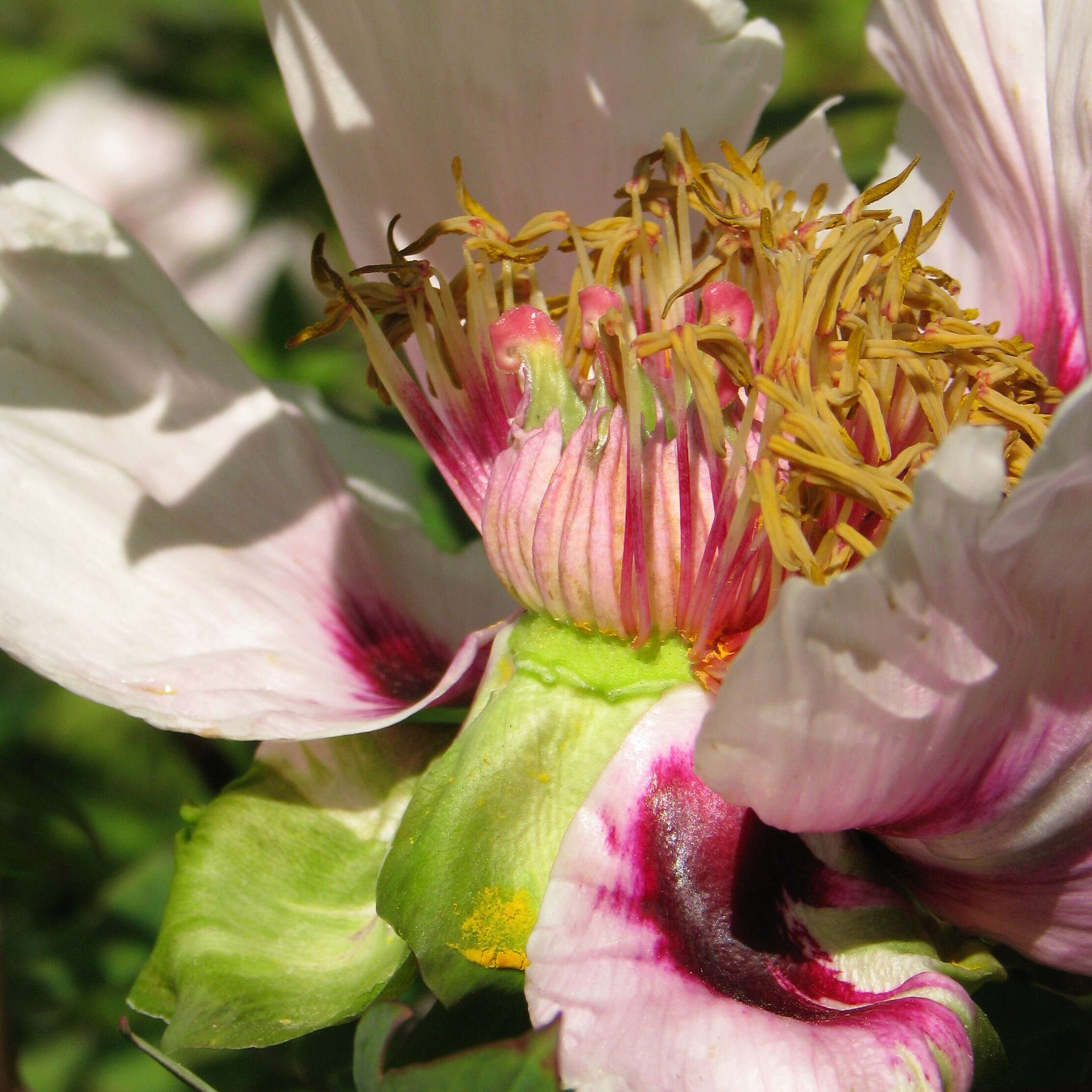 Image of Paeonia rockii (S. G. Haw & Lauener) T. Hong & J. J. Li ex D. Y. Hong