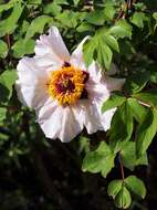 Image of Paeonia rockii (S. G. Haw & Lauener) T. Hong & J. J. Li ex D. Y. Hong