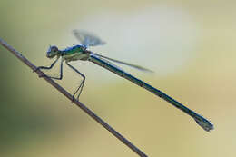 Image of Small Emerald Spreadwing