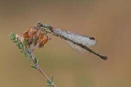 Image of Small Emerald Spreadwing