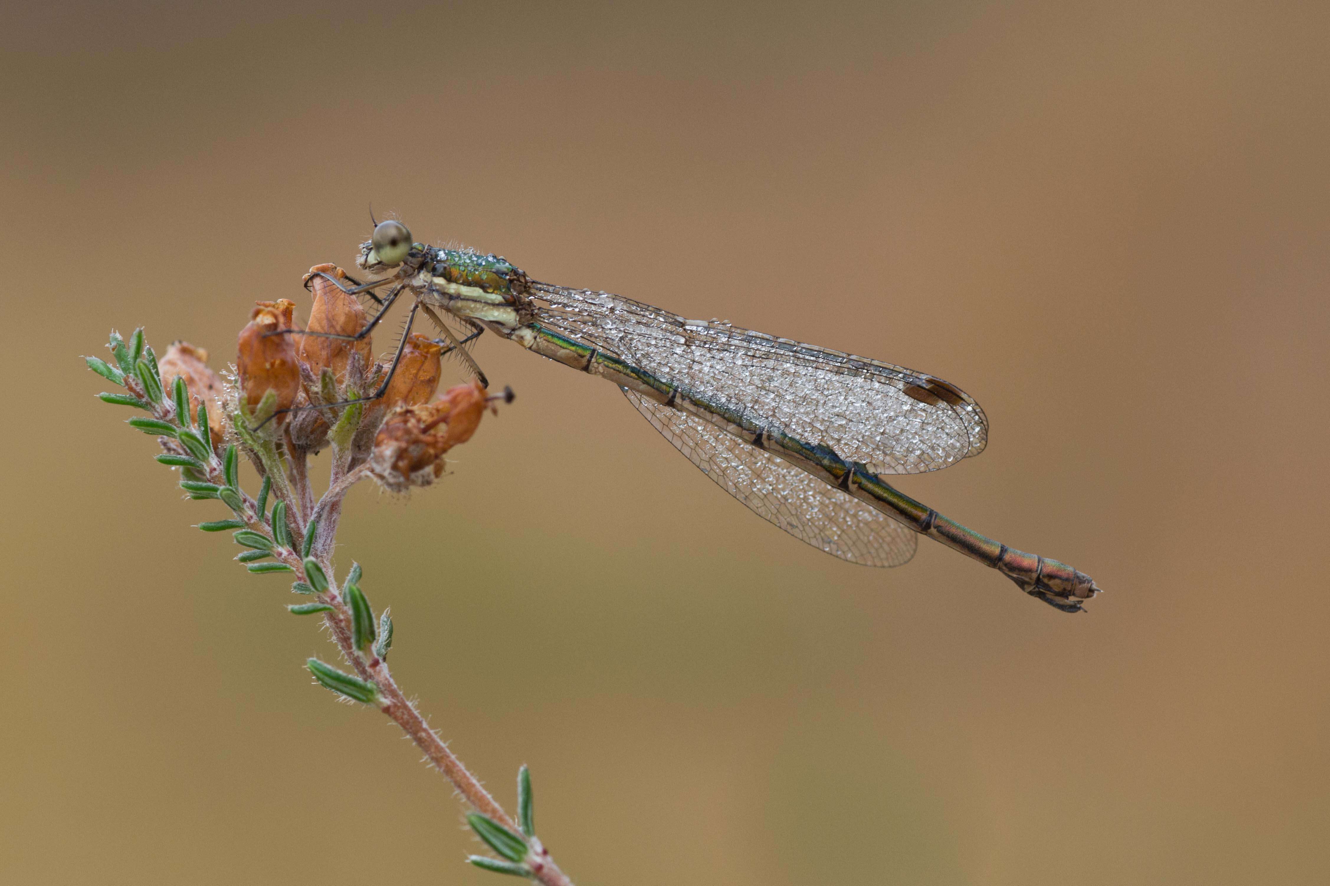 Image of Small Emerald Spreadwing