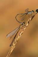 Image of Small Emerald Spreadwing