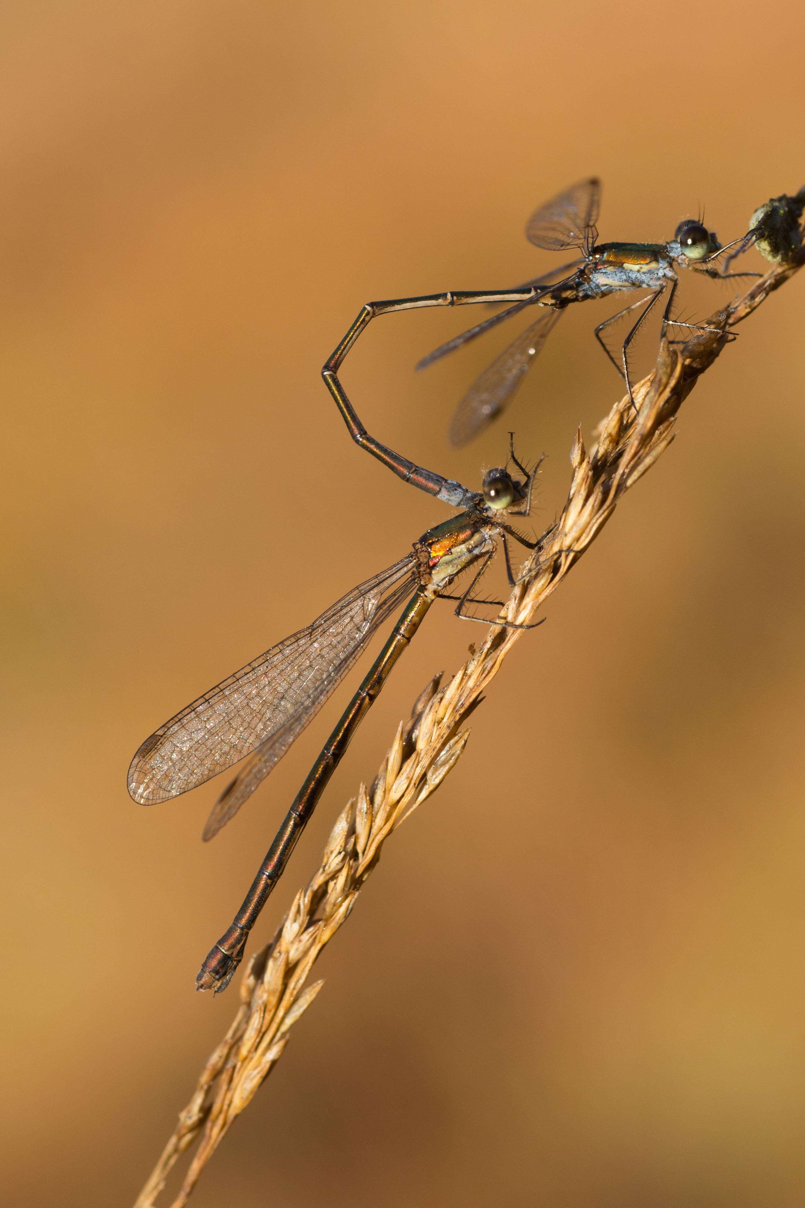 Image of Small Emerald Spreadwing