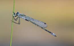 Image of Small Emerald Spreadwing