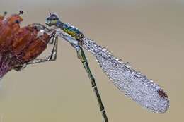 Image of Small Emerald Spreadwing