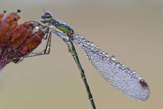 Image of Small Emerald Spreadwing