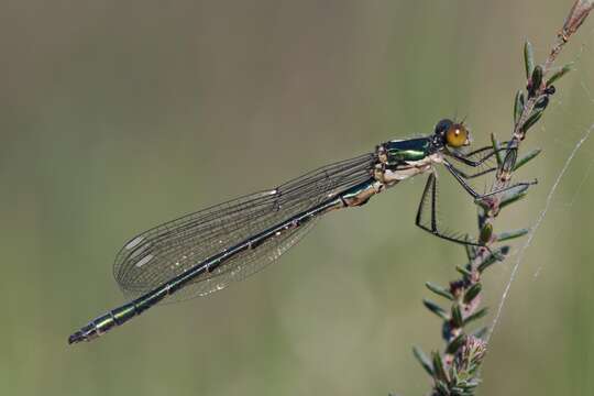 Image of Emerald Spreadwing