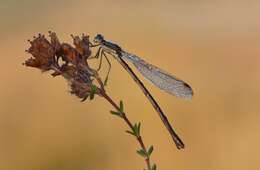 Image of Small Emerald Spreadwing