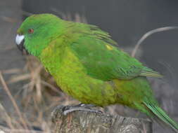 Image of Antipodes Green Parakeet