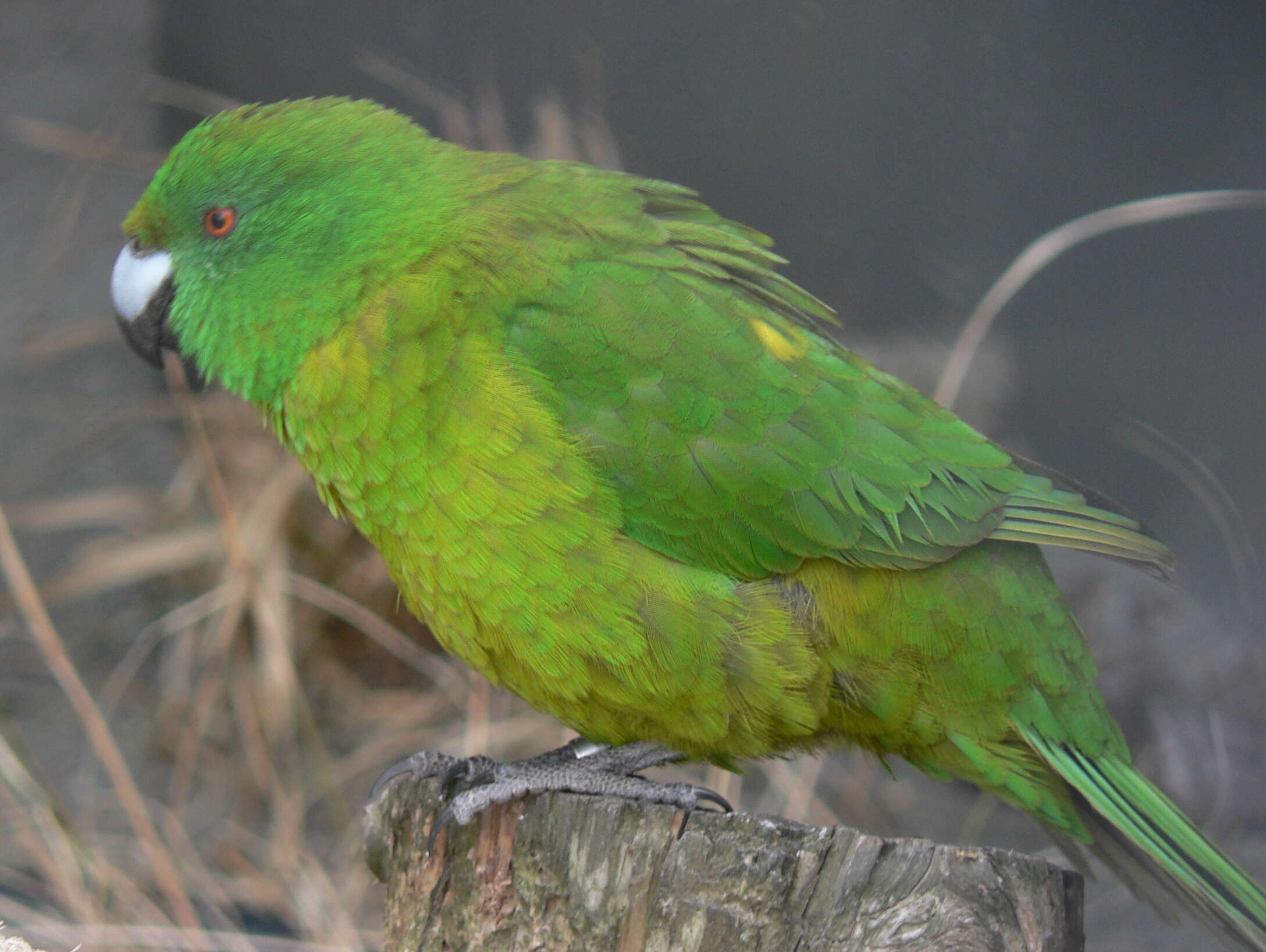 Image of Antipodes Green Parakeet