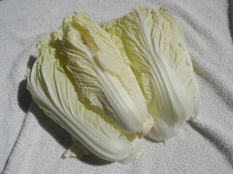 Image of Napa cabbage