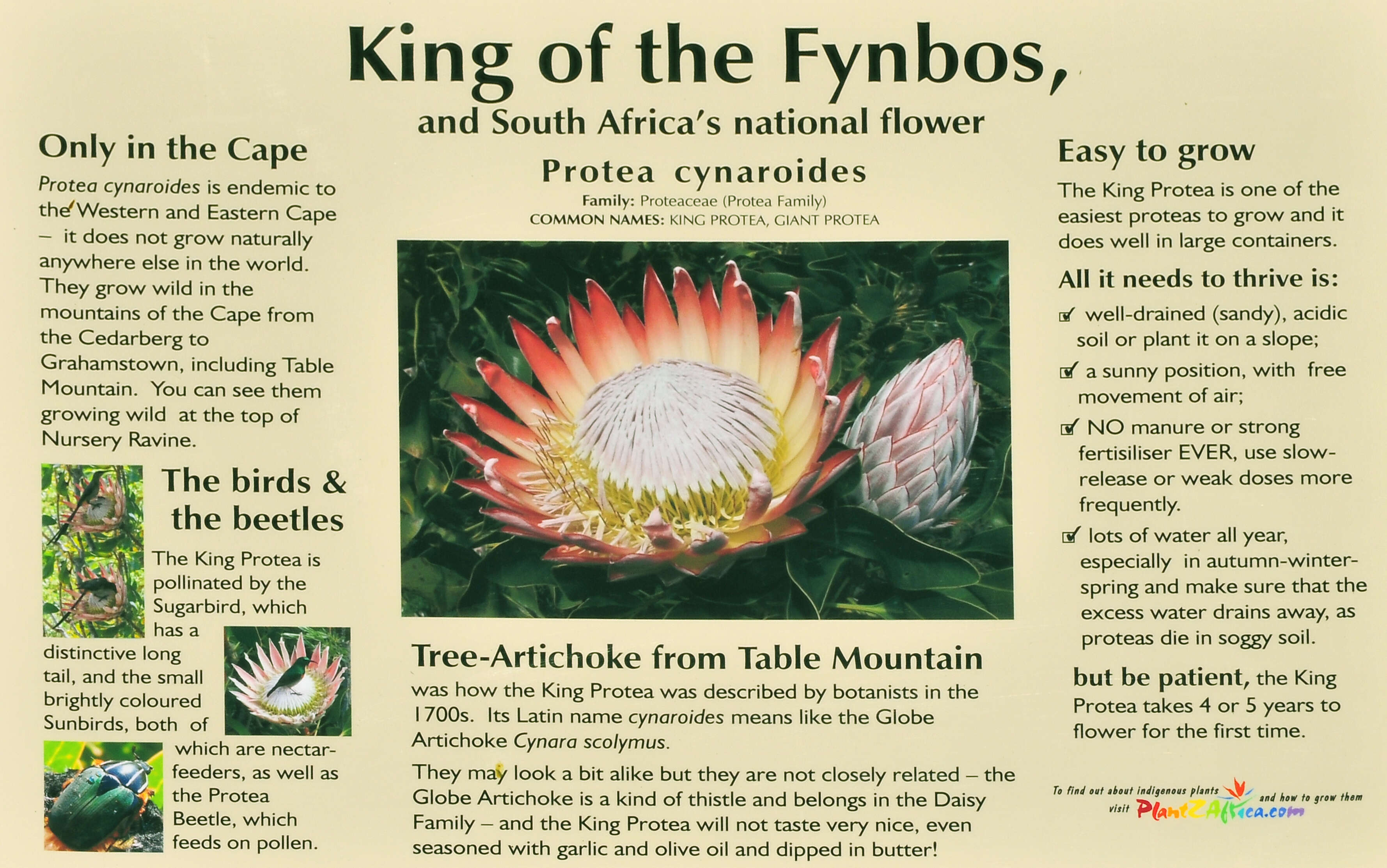 Imagem de Protea cynaroides (L.) L.