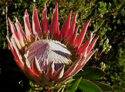 Imagem de Protea cynaroides (L.) L.