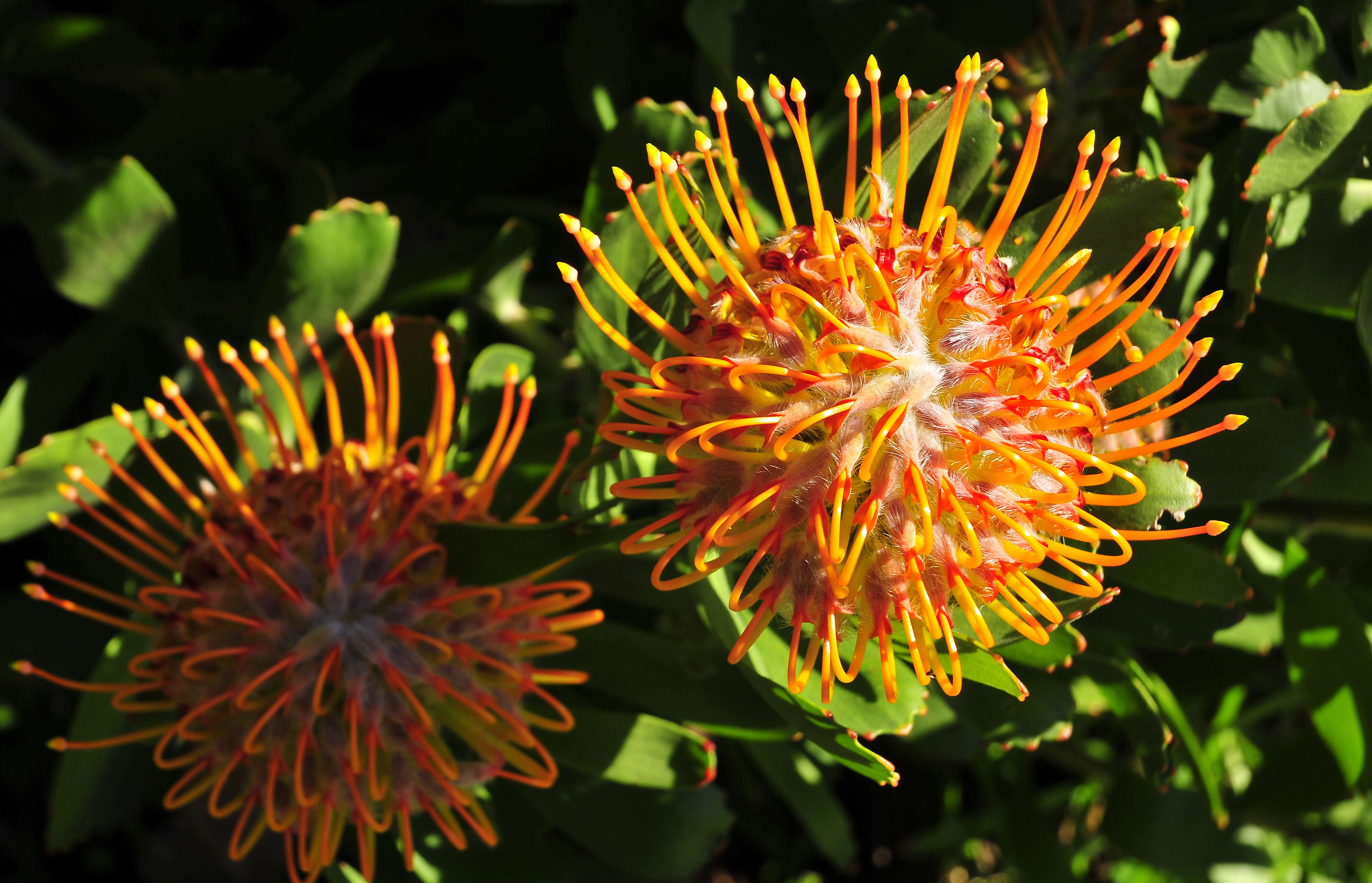 Sivun Leucospermum reflexum Buek ex Meissn. kuva