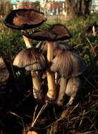 Coprinopsis atramentaria (Bull.) Redhead, Vilgalys & Moncalvo 2001 resmi