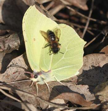 Image of brimstone