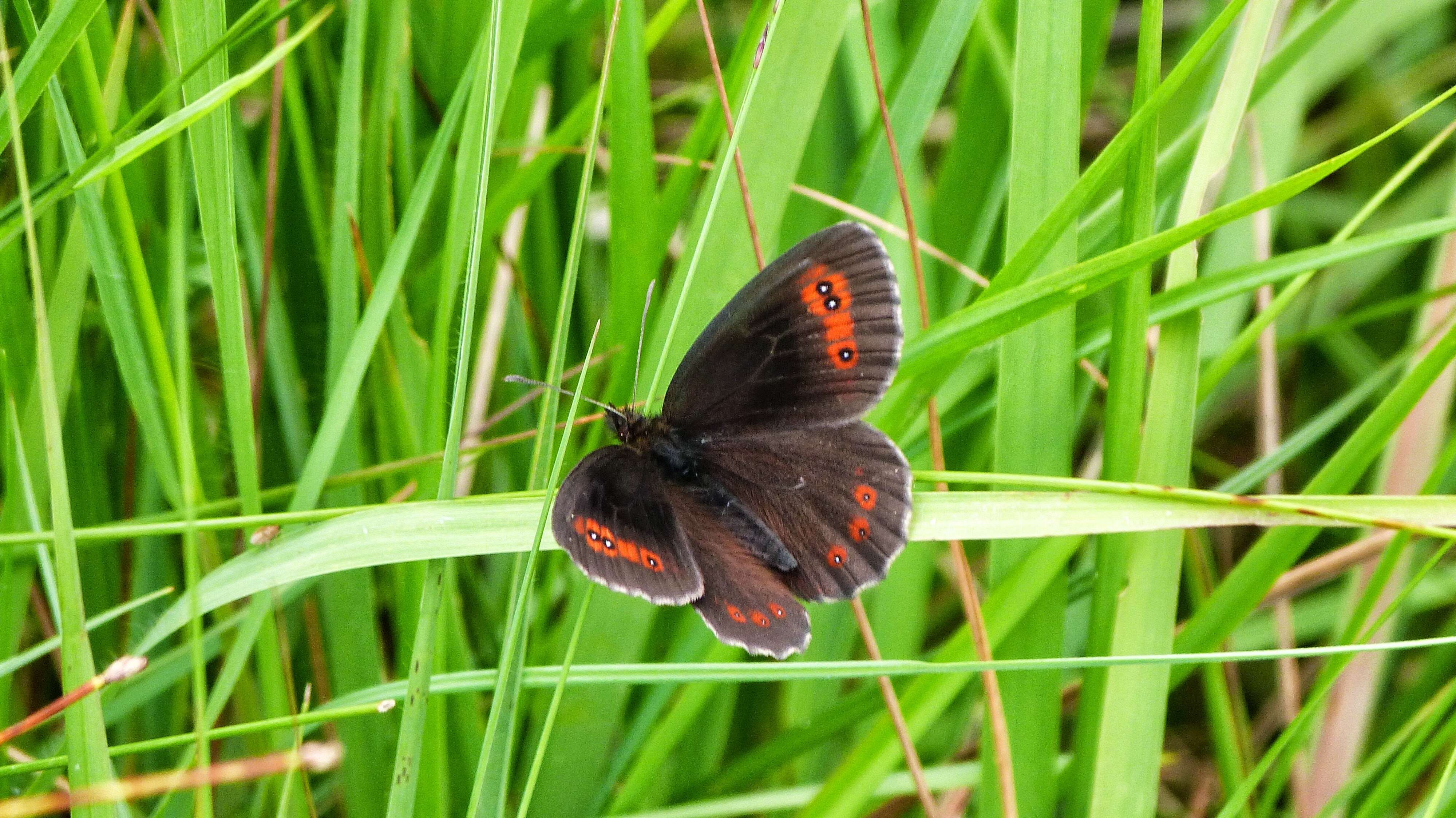 Image de moiré sylvicole