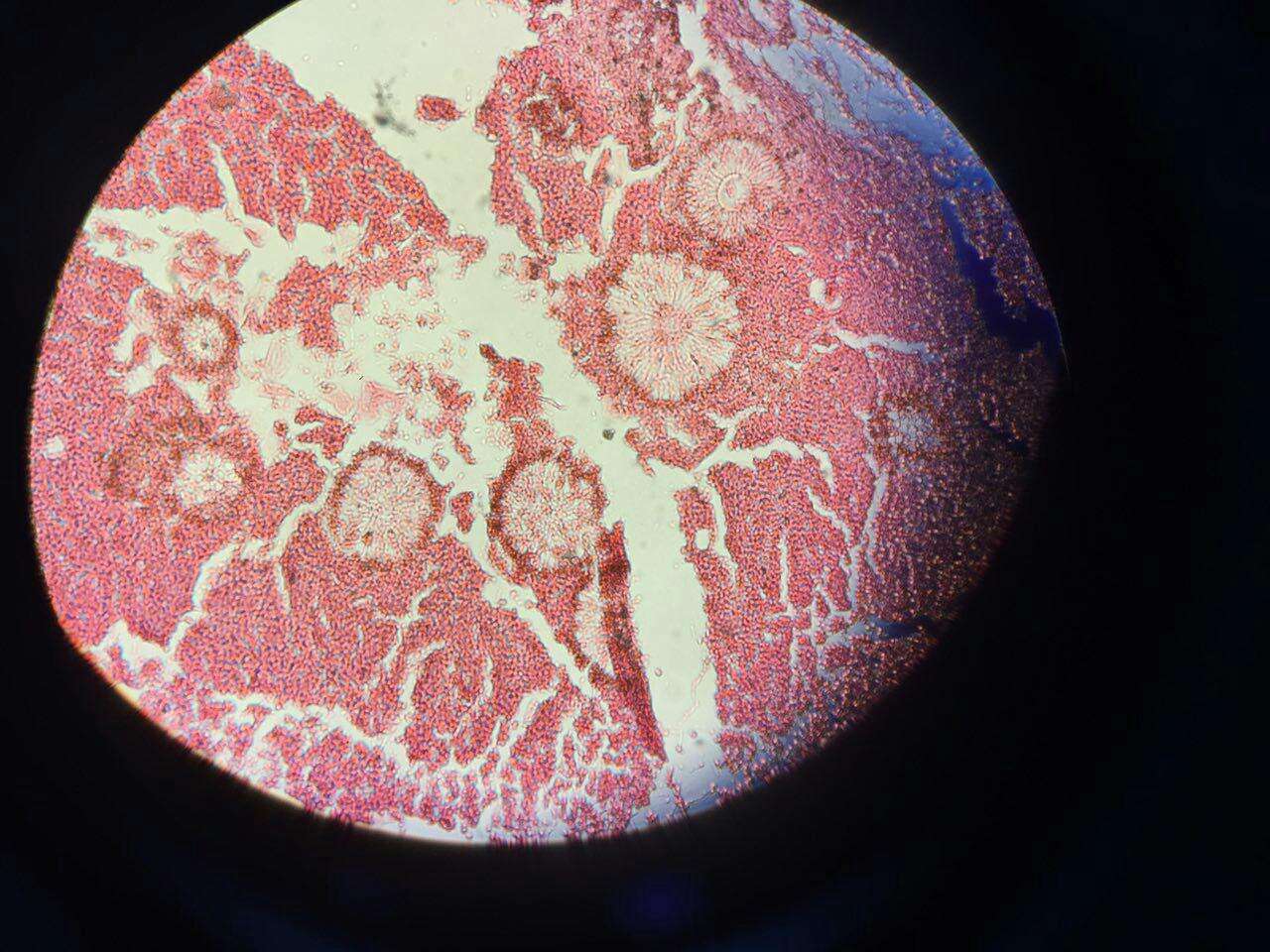 Sivun Aspergillus niger Tiegh. 1867 kuva