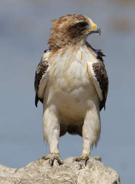 Image of Booted Eagle