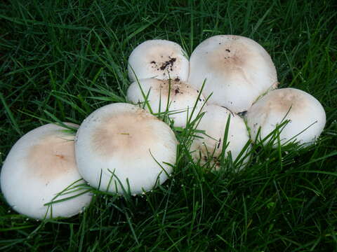 Imagem de Agaricus californicus Peck 1895