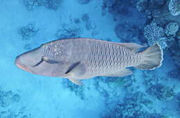 Image of Giant Wrasse