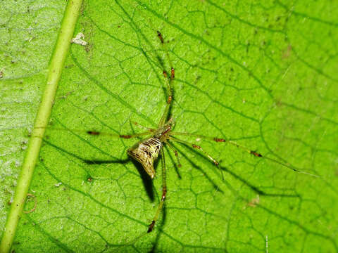 Image of tangle web spiders