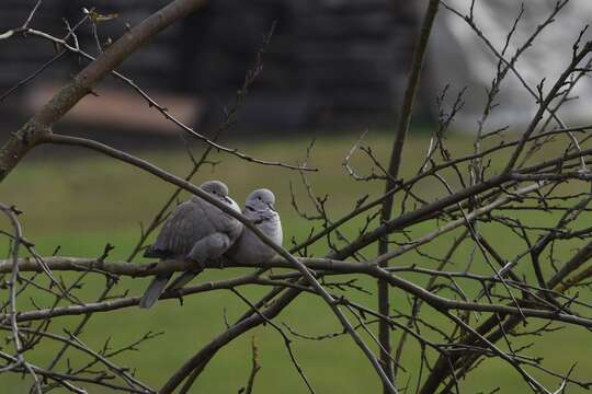 Image of Collared Dove