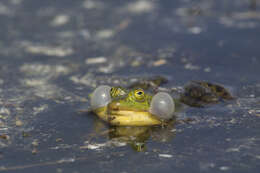 Image de Petite grenouille verte