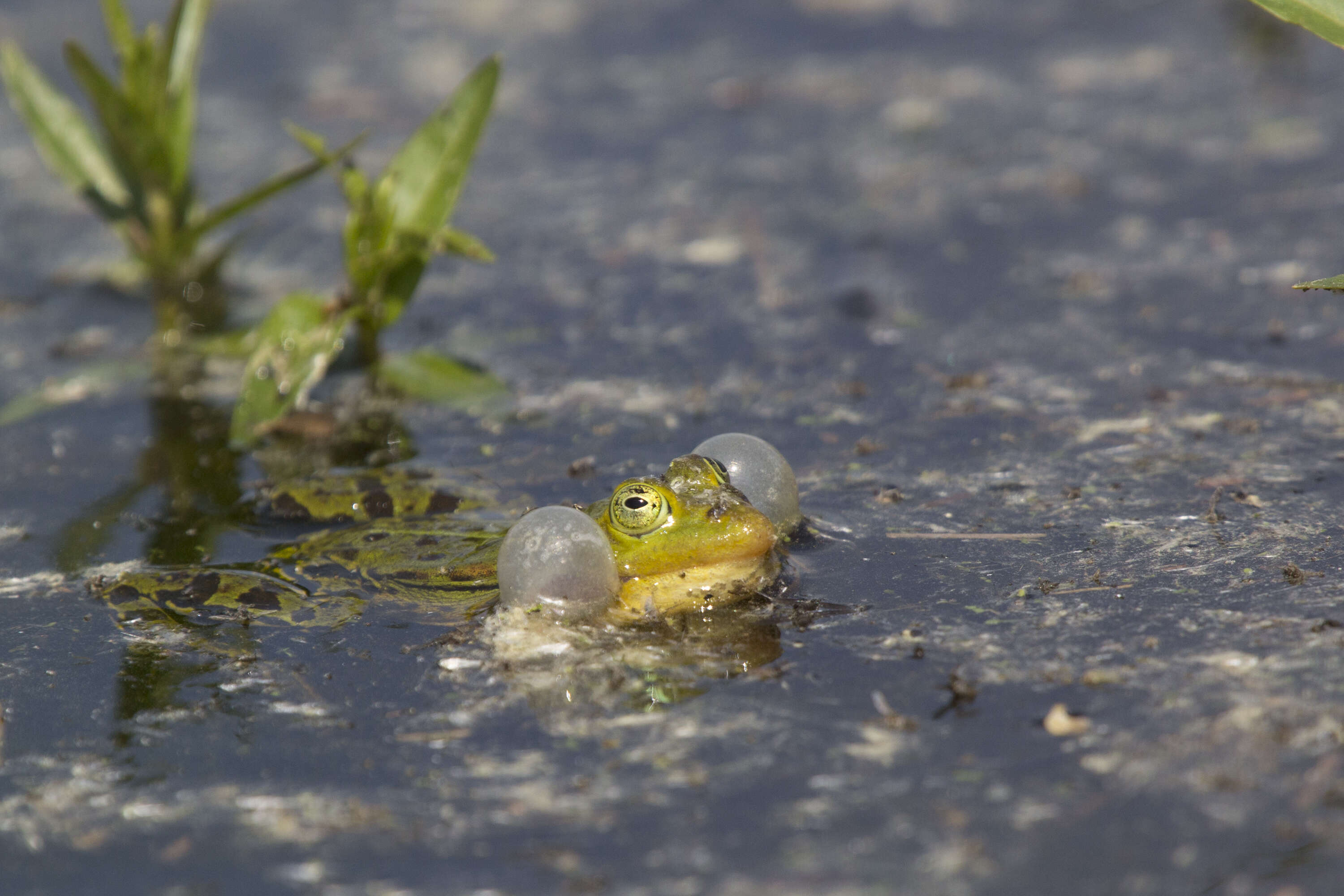 Image de Petite grenouille verte