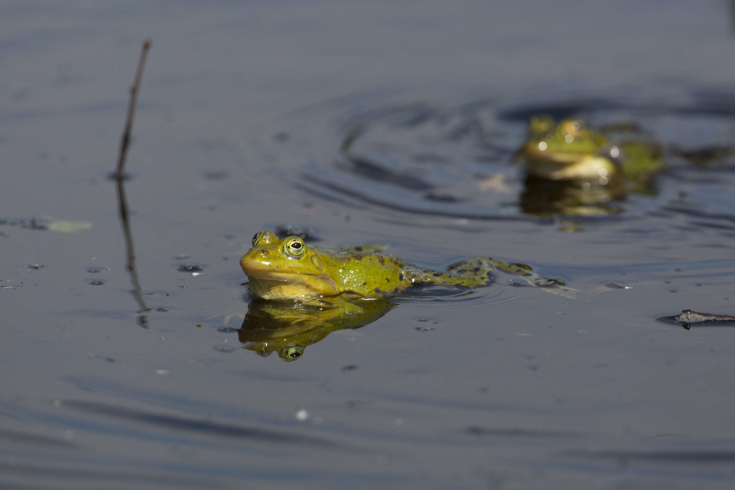 Image de Petite grenouille verte