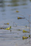 Image de Petite grenouille verte