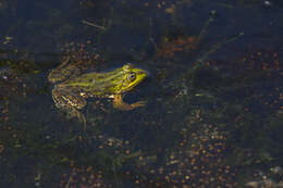 Image de Petite grenouille verte