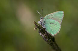 Plancia ëd Callophrys rubi (Linnaeus 1758)