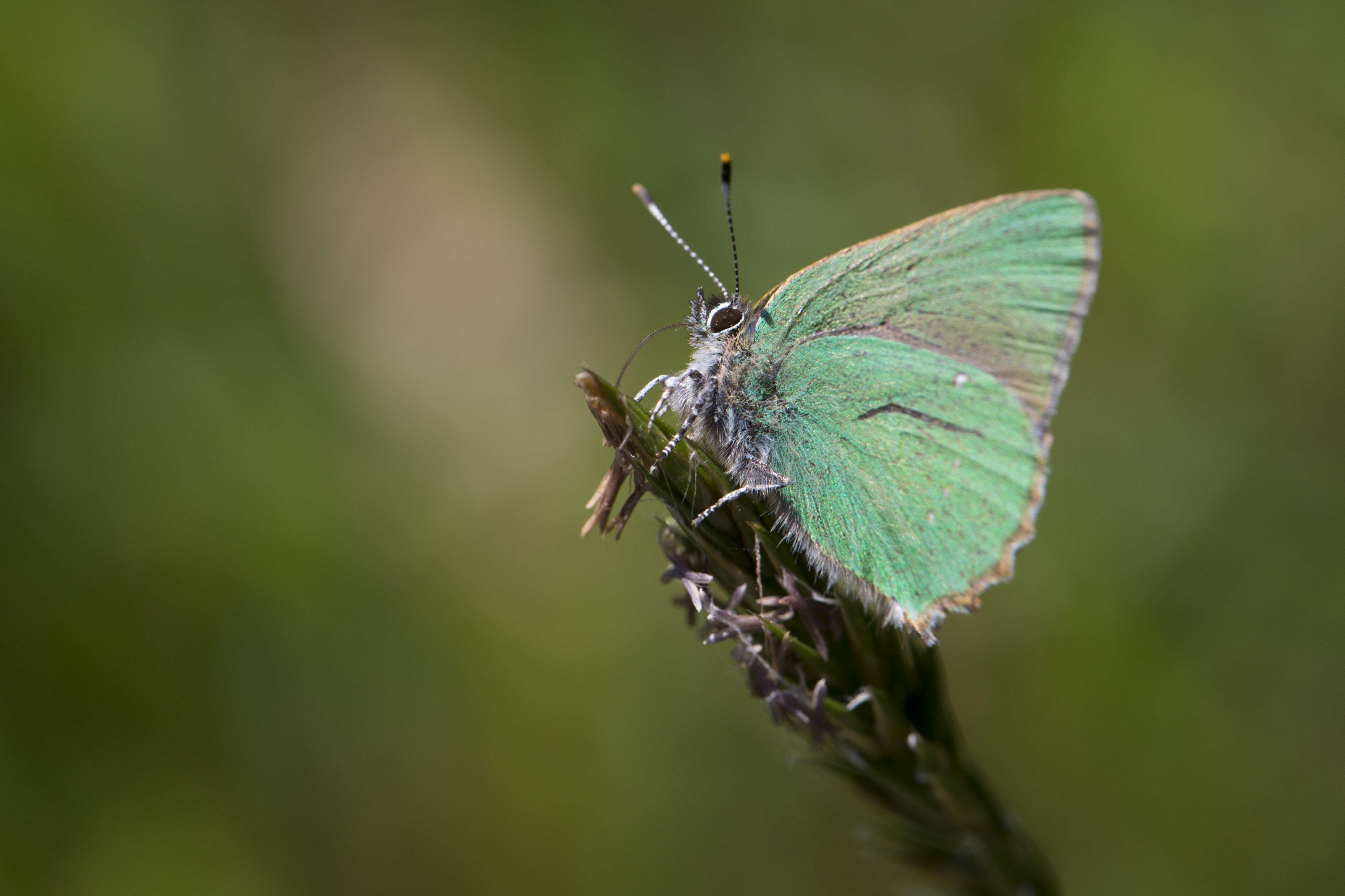 Plancia ëd Callophrys rubi (Linnaeus 1758)