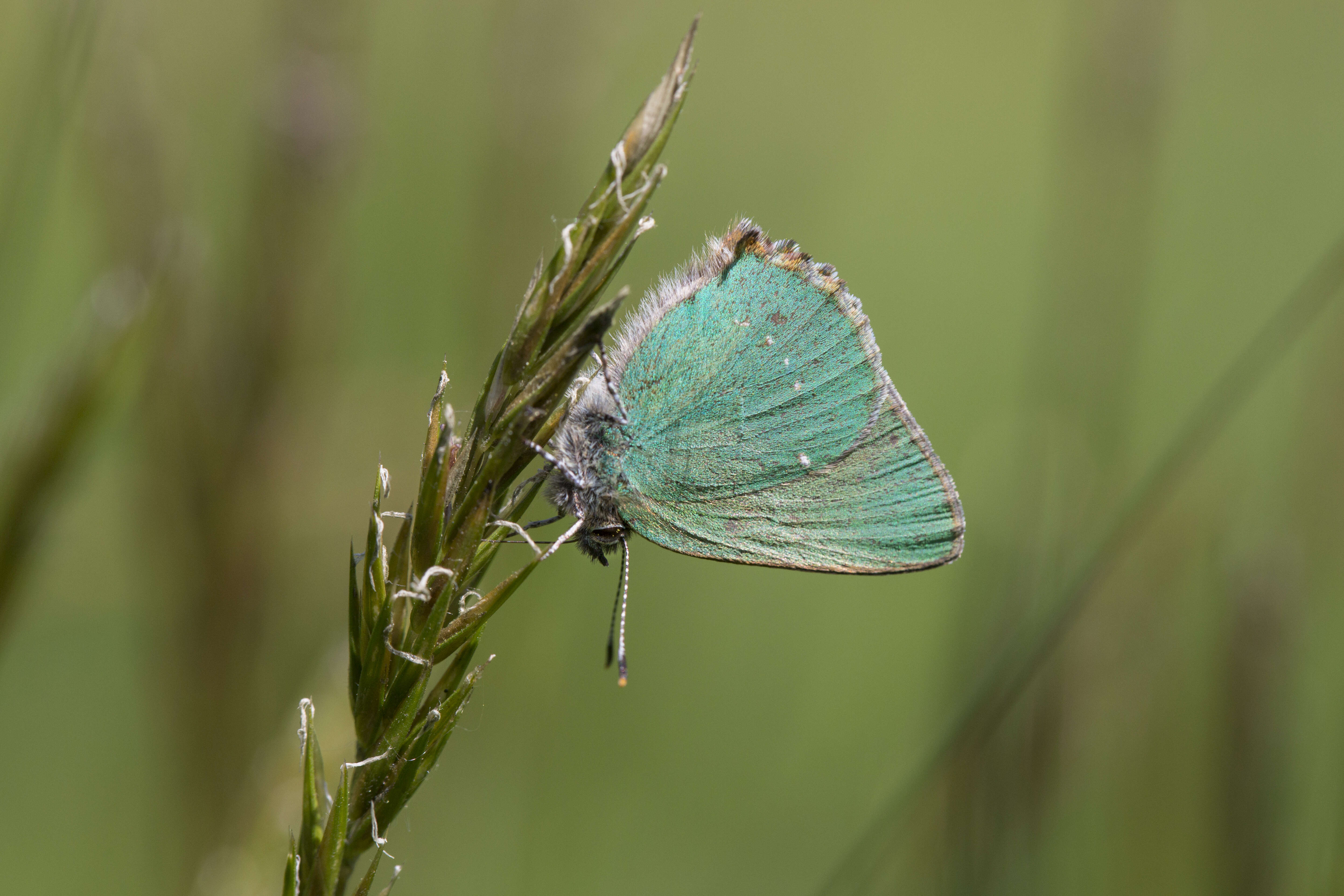 Plancia ëd Callophrys rubi (Linnaeus 1758)