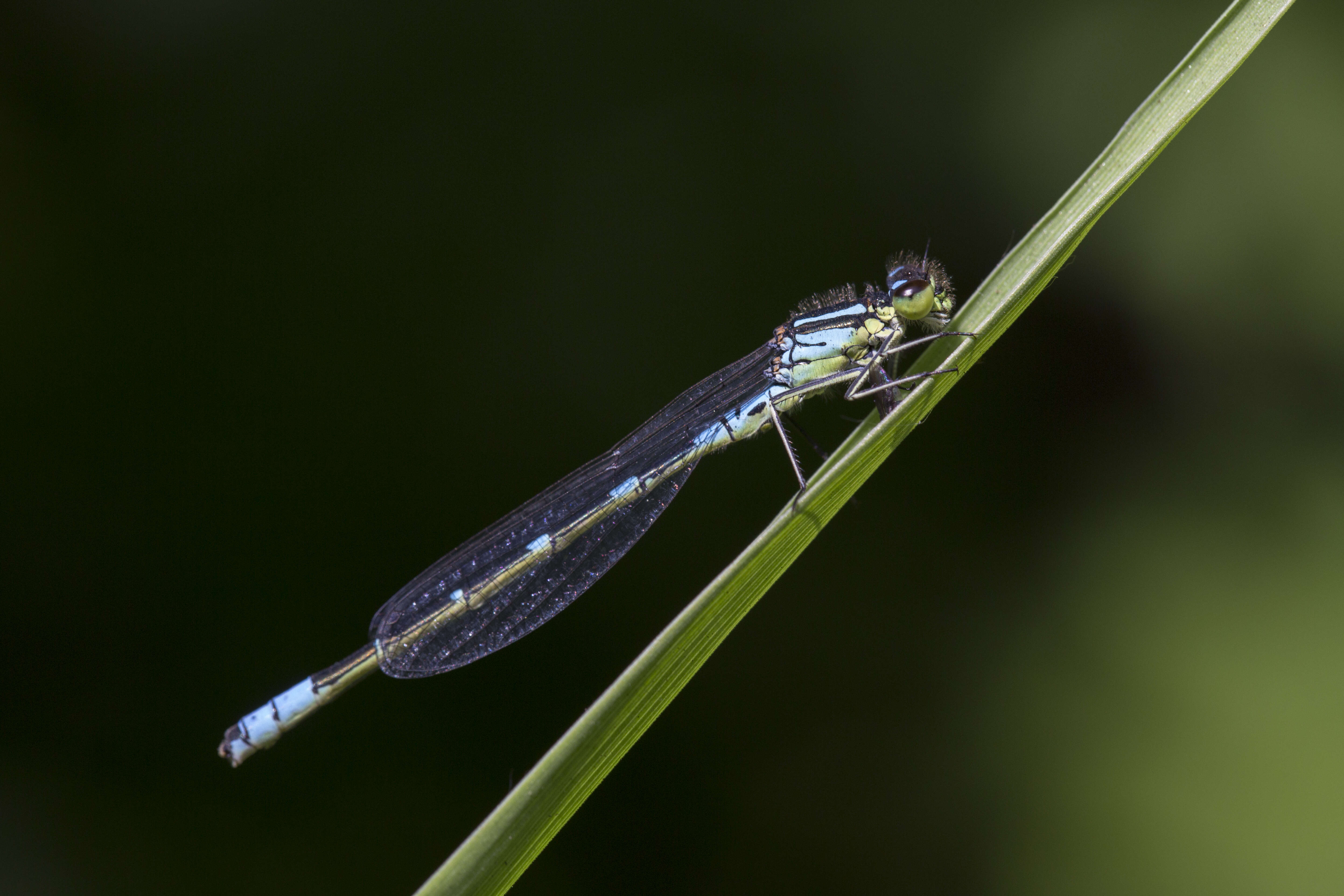 Image of Crescent Bluet