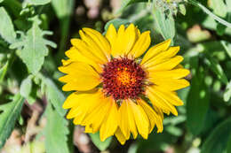 Image of Common perennial gaillardia